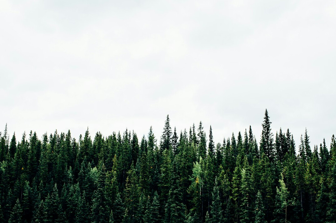 forest preservation from paper reduction